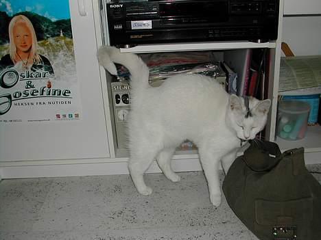 Huskat Yang - jeg er så glad idag. billede 9