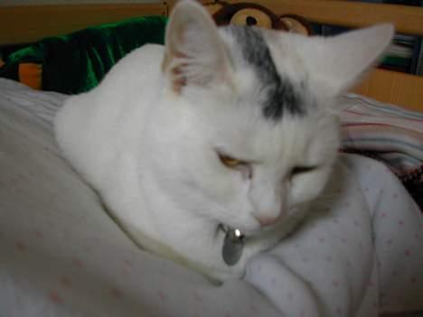 Huskat Yang - sidste billed jeg vil sove. billede 10