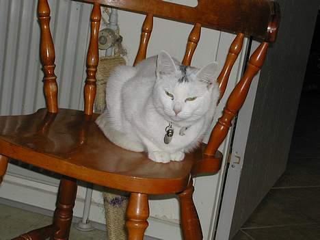 Huskat Yang - jeg holder øje med dig billede 11