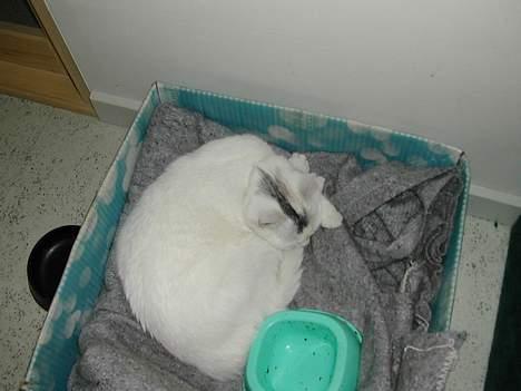 Huskat Yang - Du kan lige vove på at vække mig jeg drømmer. billede 12