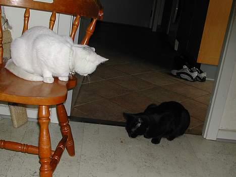 Huskat Yang - jeg holder øje med min bror billede 13