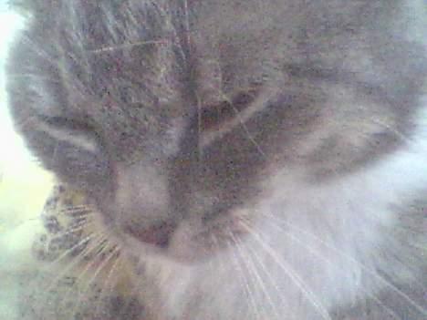 Huskat Mugge. billede 5