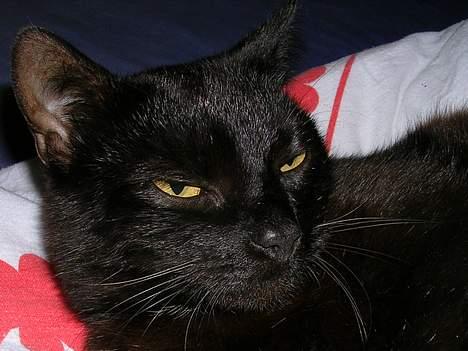 Blanding af racer Mille billede 1