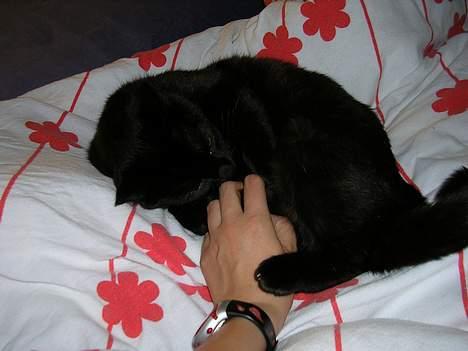 Blanding af racer Mille billede 2