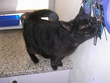 Blanding af racer Mille billede 3