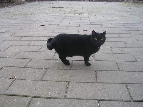 Blanding af racer Mille billede 4