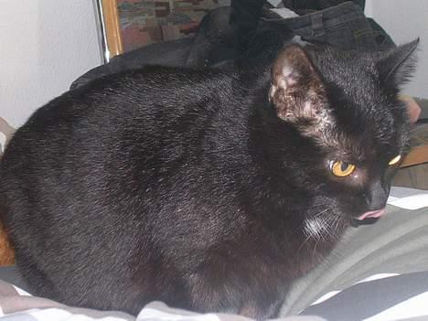 Blanding af racer Mille billede 5