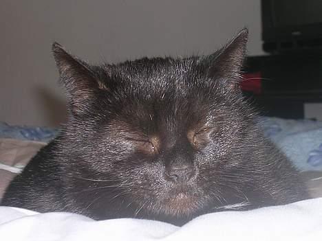 Blanding af racer Mille billede 6