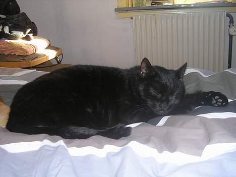 Blanding af racer Mille billede 7