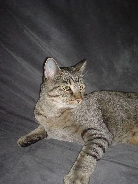 Huskat Micro - Her er jeg  kun 10 uger, men selvom jeg er blevet ældre er jeg stadig ligeså legesyg billede 1