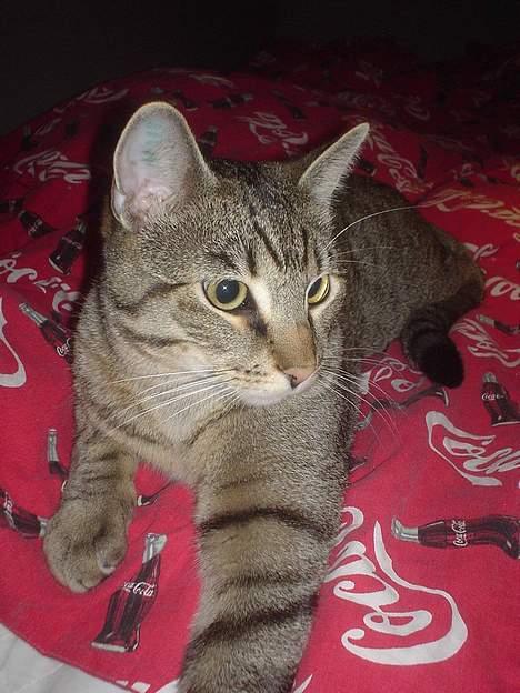 Huskat Micro - Ja så slapper jeg af i mors og fars seng d 31-3-06  billede 2