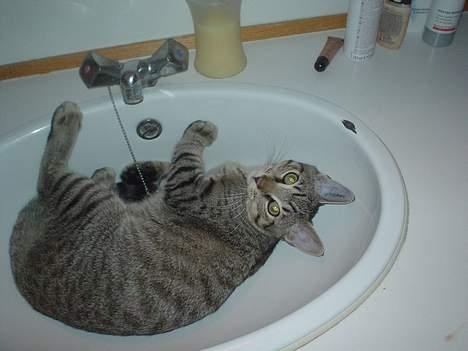 Huskat Micro - Jeg elsker bare vand.. Men desværre drypper hanen ikke.. billede 3