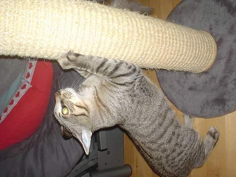 Huskat Micro - Jeg elsker stadig at lege.. billede 4