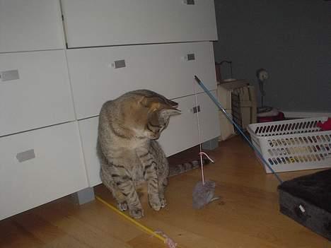 Huskat Micro billede 5