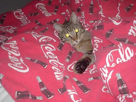 Huskat Micro - kunne jeg nu ikke bare for en gangs skyld få lov at sove i fred uden at skulle fotograferes billede 6