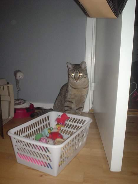 Huskat Micro - Ingen gider lege med mig, jeg er faktisk sur nu så hvis du gider lade være med at tage billeder... billede 7