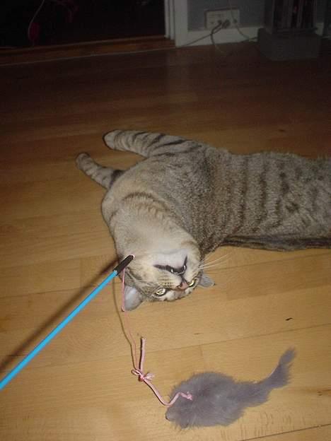 Huskat Micro - Her ligger jeg så lige og gør mig til overfor den dumme mus.... billede 8