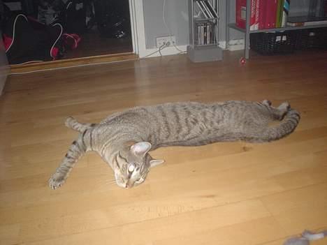 Huskat Micro - Det er altså hårdt hele tiden at skulle være på:) billede 9