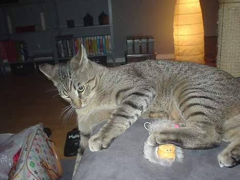 Huskat Micro - åhh hvad er det der bevæger sig der nede? billede 10