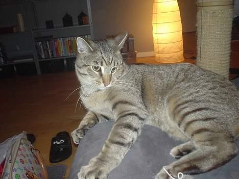 Huskat Micro billede 11