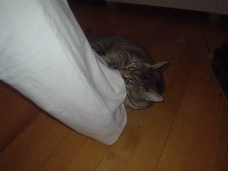 Huskat Micro - mmm, min mors fod smager godt;) godt hun lige har været i bad:) billede 12