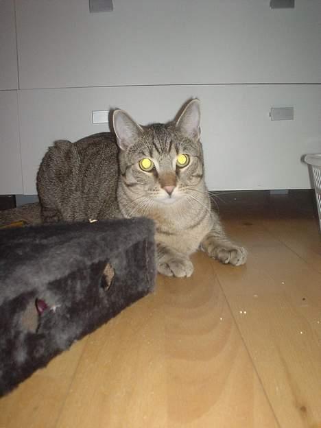 Huskat Micro - gider alså ikke lege alene... billede 13