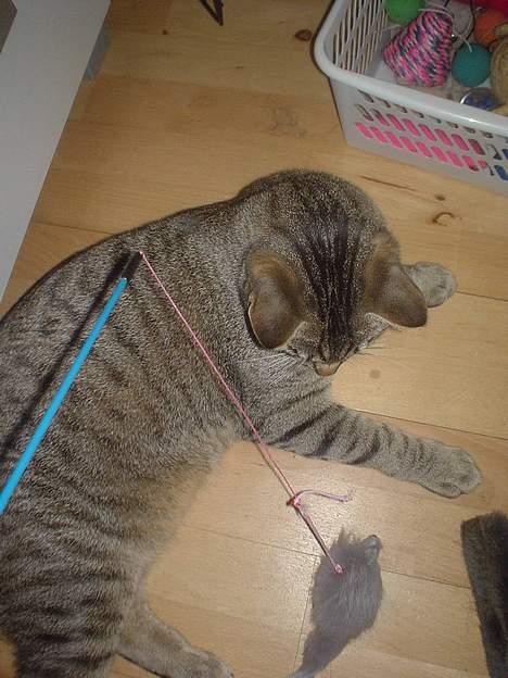 Huskat Micro - Den der mus gir aldrig op. billede 14