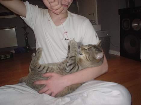 Huskat Micro - Se jeg er fars lille baby;) billede 15