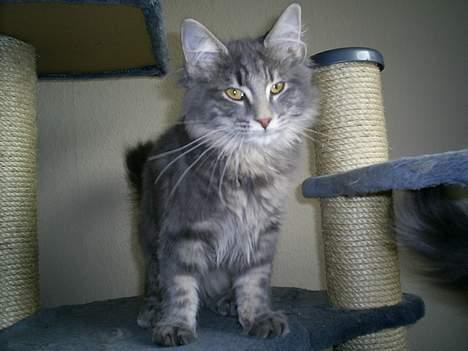 Norsk Skovkat Charla Cats Blåklokke billede 1