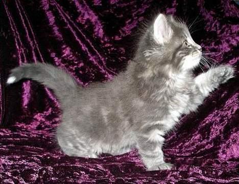 Norsk Skovkat Charla Cats Blåklokke - Wrough!!! Jeg er en LØVE!! billede 3