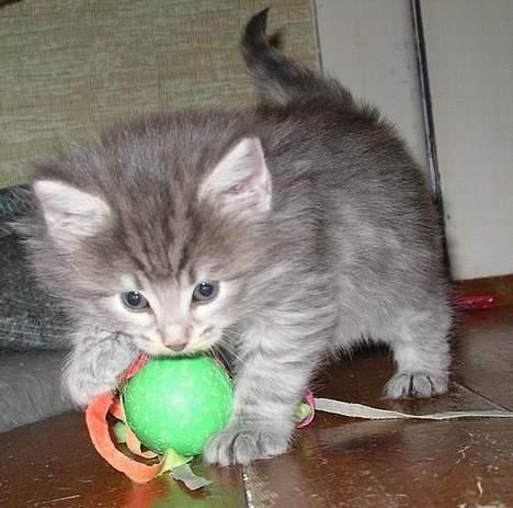 Norsk Skovkat Charla Cats Blåklokke - Har ik´ tid! Jeg leger! Men, vil du lege med?? billede 5