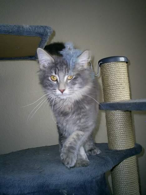 Norsk Skovkat Charla Cats Blåklokke billede 7