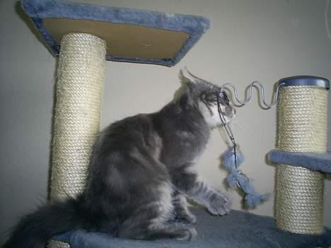 Norsk Skovkat Charla Cats Blåklokke - Den skal få - skal den!! billede 8