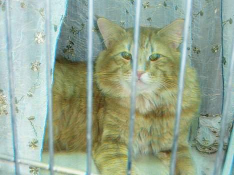 Norsk Skovkat IC Fyrendal's Achilleus - I am the LION KING!!! billede 13