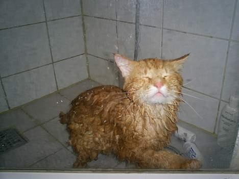 Norsk Skovkat IC Fyrendal's Achilleus - Ydr!! Nu er jeg jo våd, mor!!! billede 14