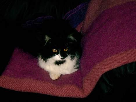 Norsk Skovkat Pussi billede 7