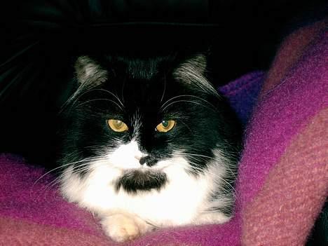 Norsk Skovkat Pussi billede 8