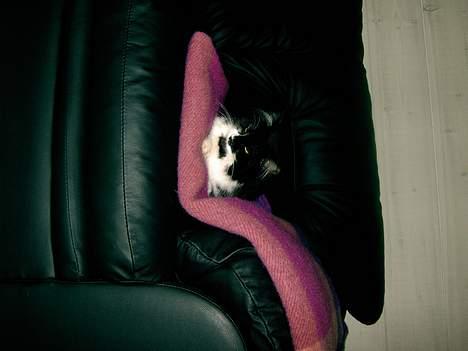 Norsk Skovkat Pussi billede 10