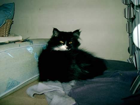 Norsk Skovkat Pussi billede 11