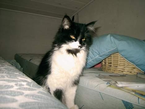 Norsk Skovkat Pussi billede 12