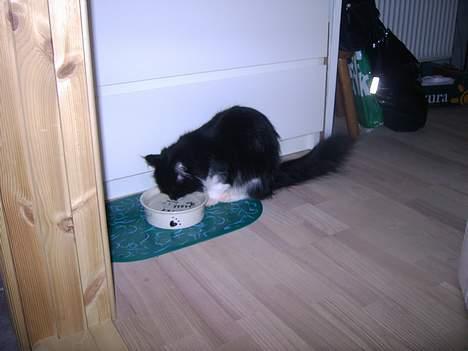 Norsk Skovkat Pussi billede 13