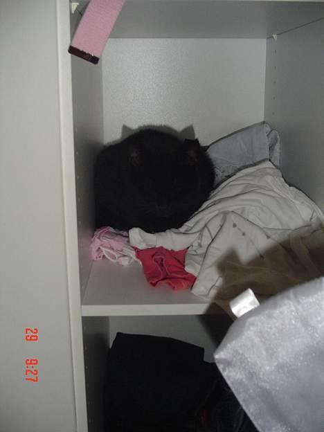 Blanding af racer Emma <3 *R.I.P.* - Fyy emma! er du nu hoppet op i skabet igen! :P billede 11