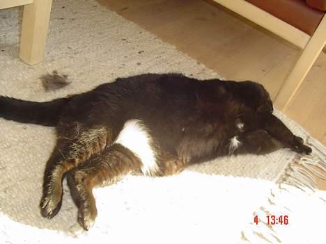 Blanding af racer Emma <3 *R.I.P.* - ååååh hvor er det dog bare dejligt at ligge her... billede 12