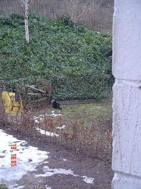 Blanding af racer Emma <3 *R.I.P.* - arg? hvordan kommer jeg dog derop! billede 13