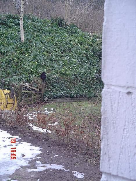 Blanding af racer Emma <3 *R.I.P.* - nåår sådan :) billede 14