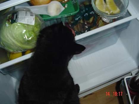 Blanding af racer Emma <3 *R.I.P.* - er der mon noget godt til mig i køleskabet? :) billede 17