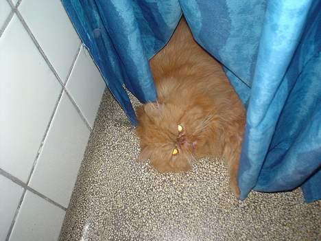 Perser Red tiger (Gizmo) billede 1