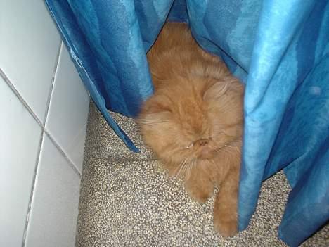 Perser Red tiger (Gizmo) billede 2