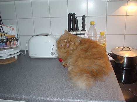 Perser Red tiger (Gizmo) billede 3