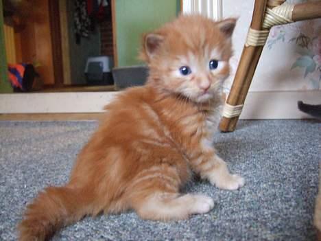 Blanding af racer  Maincoon Sigurd billede 7